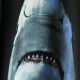 Givenchy Shark Print Sweatshirt in Black Givenchy Shark Print Sweatshirt in Black